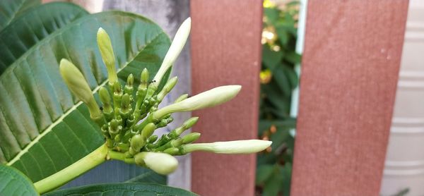 Close-up of flowering plant