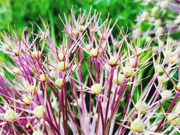 Close-up of purple flowering plants