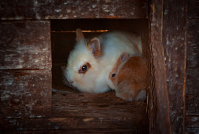 Close-up of two cats
