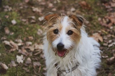 Portrait of dog on field