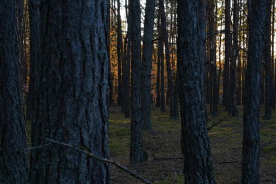 View of trees in forest