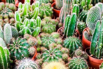 Cactus plants growing on field