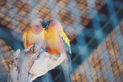Close-up of parrot perching on branch