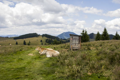 Cows on field against sky