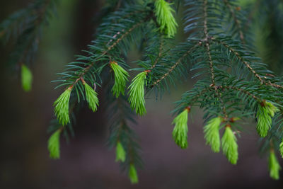 Close-up of pine tree