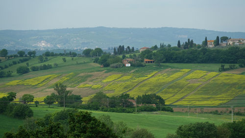 Scenic view of agricultural field against sky