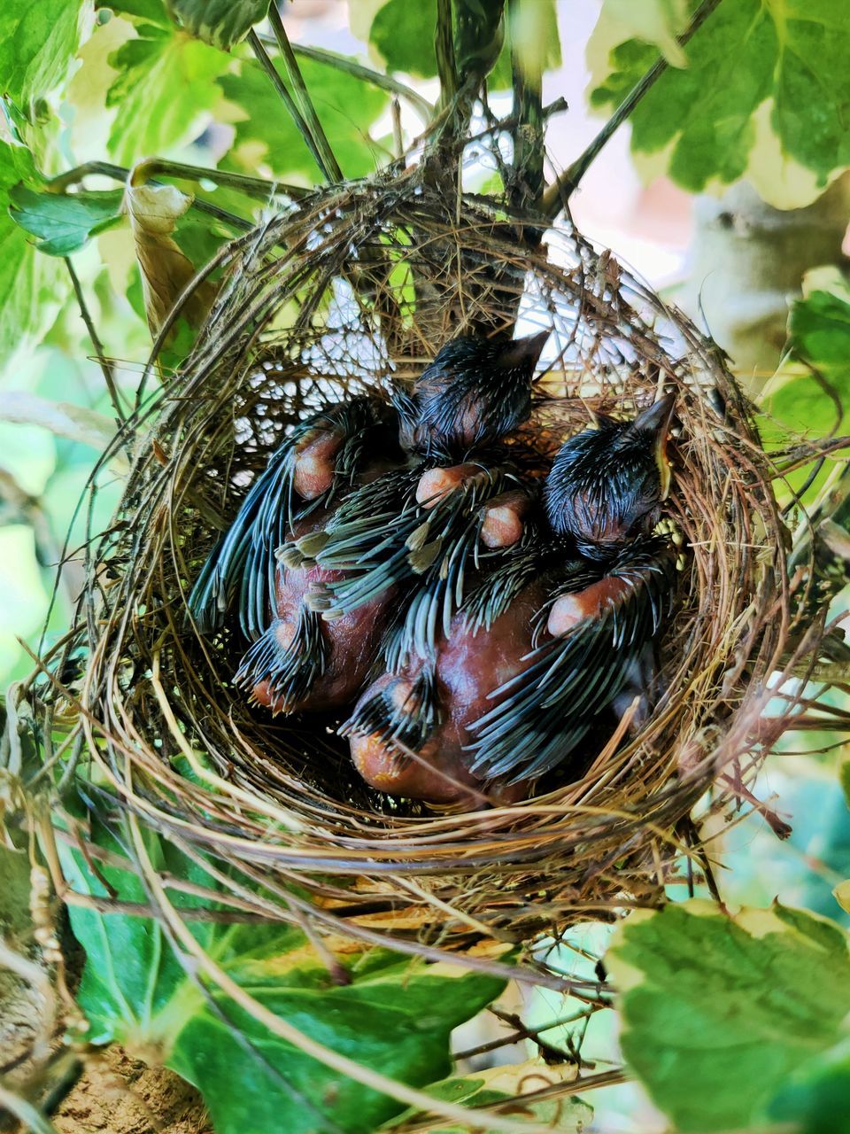 bird nest, nest, animal nest, bird, animal, animal themes, branch, nature, plant, animal wildlife, leaf, plant part, wildlife, no people, tree, group of animals, day, outdoors, close-up, young animal, beginnings, young bird, growth, food