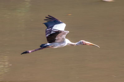 Bird flying over lake