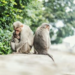 Mother and baby monkeys