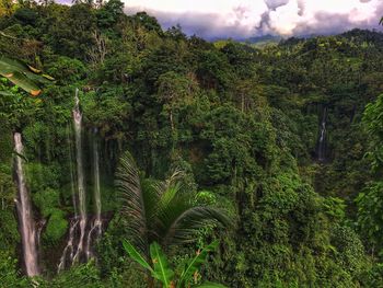 Scenic view of forest