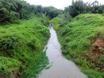 Stream amidst trees against sky