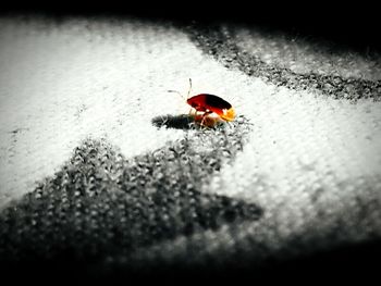 Close-up of insect on wall