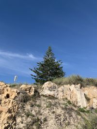 Tree on rock against sky