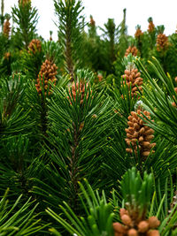 Pine cones on tree