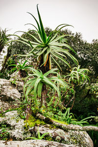 Close-up of plant growing on rock