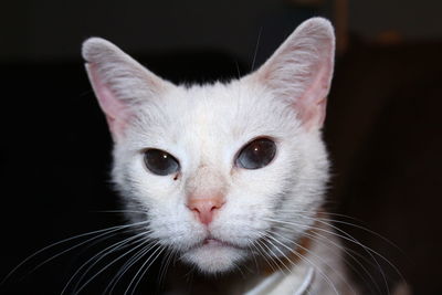 Close-up portrait of cat against black background