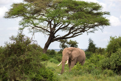 View of elephant on land against sky