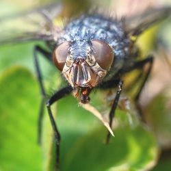 Close-up of fly on leaf