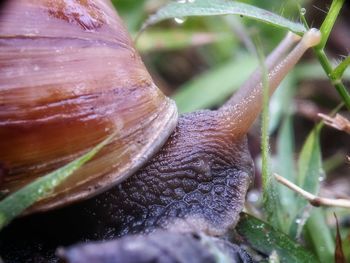 Close-up of snail on plant