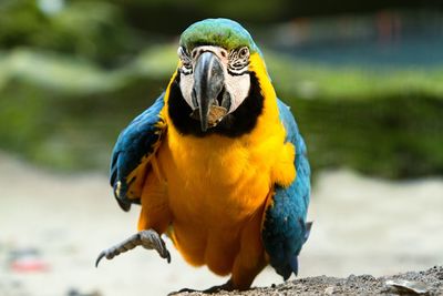 Close-up of a parrot