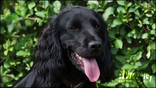 Close-up portrait of a dog