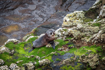 High angle view of bird on rock