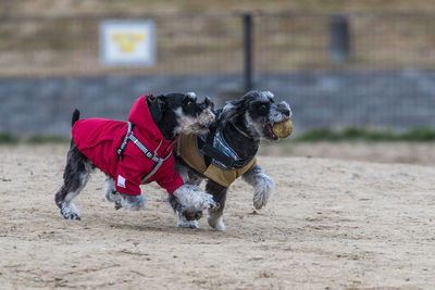 Dog on sand