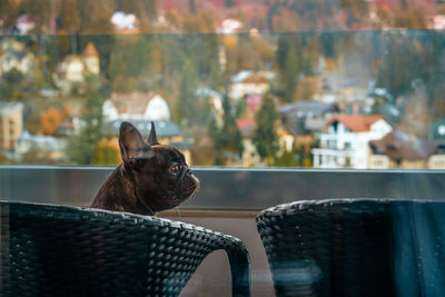 French bulldog on chair in balcony
