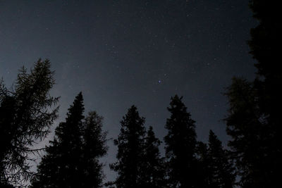Low angle view of pine trees against sky at night