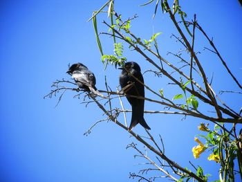 Low angle view of birds perching on tree against blue sky