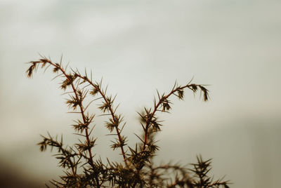 Close-up of plants against sky