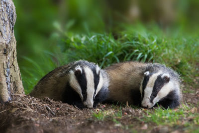 Two badgers in the wild
