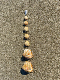 High angle view of shells on sand