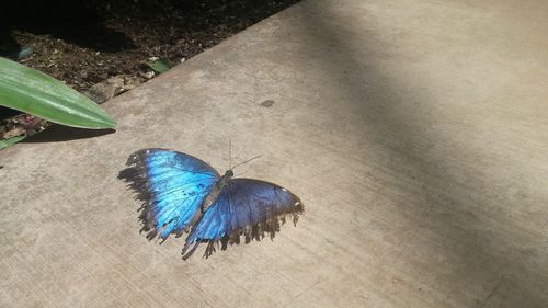 High angle view of peacock