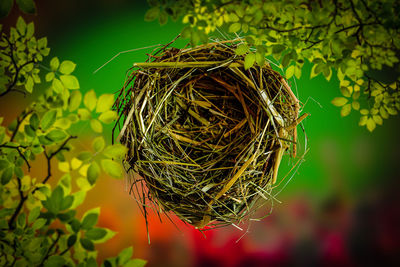 Close-up of bird perching on plant