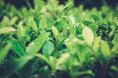 Full frame shot of fresh green plants