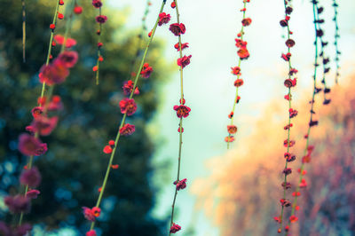 Low angle view of red flowers growing on vine in park