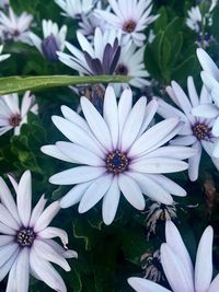 Close-up of purple flowers blooming outdoors