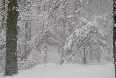 Snow covered landscape