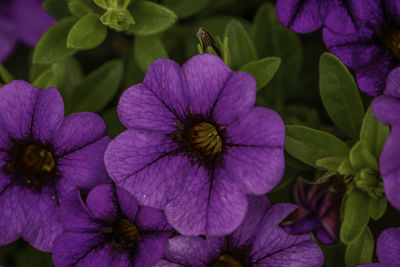 Close-up of purple flowering plants