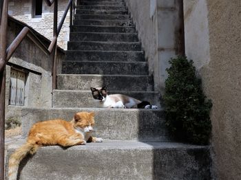 Cats resting on staircase by building