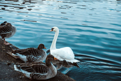 Swans swimming in lake