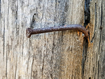 Close-up of lizard on tree trunk