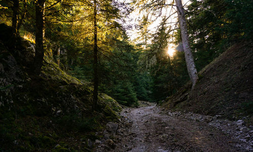 Scenic view of stream amidst trees in forest