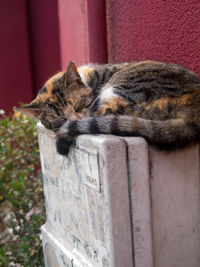 Portrait of cat sleeping