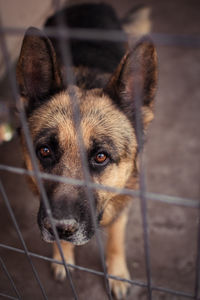 Close-up portrait of dog