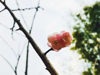 Close-up of pink rose against sky