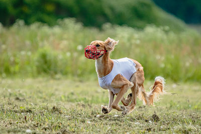 Saluki dog running fast and chasing lure across green field at dog racing competion