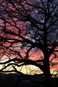 Low angle view of silhouette bare trees against sky at sunset