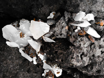 High angle view of black and white on rock